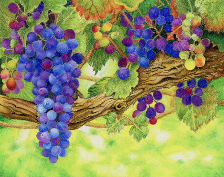 Encouraged by Scripture color pencil drawing by Robin Lybeck Abiding in the Vine