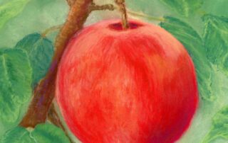 Encouraged by Scripture featured image The Fruit of Trusting God