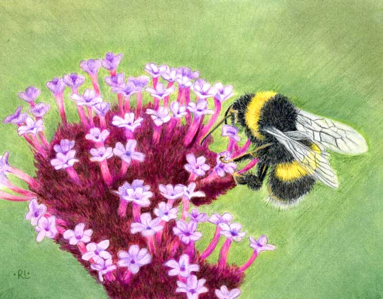 Encouraged by Scripture Beyond What We Can See original color pencil and pastel drawing